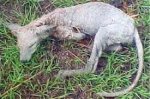 Відкрито музей чупакабри Відкрито музей чупакабри