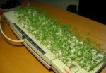 В Україні дозволили вирощувати коноплю В Україні дозволили вирощувати коноплю