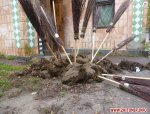 Кандидатам у штаби возять гній Кандидатам у штаби возять гній