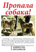 Допоможіть знайти собаку, котра зникла 15 грудня в Верхніх Станівцях! Допоможіть знайти собаку, котра зникла 15 грудня в Верхніх Станівцях!