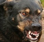 На Глибоччині пес накинувся на дворічне дитя На Глибоччині пес накинувся на дворічне дитя