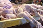 Офіс депутатів Табалових "прикрасили" курячими тушками Офіс депутатів Табалових "прикрасили" курячими тушками