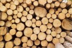 На Буковині керівники від лісу крали гроші На Буковині керівники від лісу крали гроші