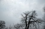 Погода у Чернівцях та області на вівторок, 12 березня Погода у Чернівцях та області на вівторок, 12 березня