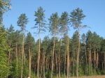 Буковинські військові придумали схему: безкоштовна оренда землі під виглядом її охорони Буковинські військові придумали схему: безкоштовна оренда землі під виглядом її охорони