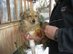 На Калинівському ринку у Чернівцях розстрілюють тварин? На Калинівському ринку у Чернівцях розстрілюють тварин?