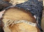 На Буковині засудили організовану злочинну групу, яка незаконно рубала ліс На Буковині засудили організовану злочинну групу, яка незаконно рубала ліс