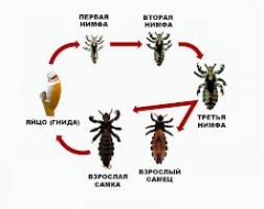Москаль перевірить владу і депутатів Буковини на вошивість Москаль перевірить владу і депутатів Буковини на вошивість