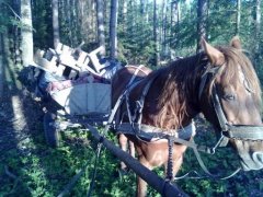 На Буковині прикордонники затримали дві підводи з цигарками На Буковині прикордонники затримали дві підводи з цигарками