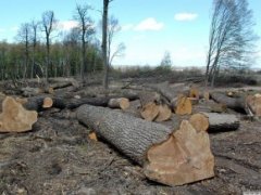 На Буковині незаконні лісоруби завдали державі збитків на 130 тисяч гривень На Буковині незаконні лісоруби завдали державі збитків на 130 тисяч гривень