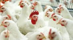 Снятинською курятиною годуватимуть Євросоюз Снятинською курятиною годуватимуть Євросоюз