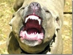 Собаки насмерть загризли 5-річну дитину Собаки насмерть загризли 5-річну дитину