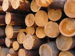 Кругляк за заниженою ціною вивозиться з Буковини за кордон, а різниця в ціні береться готівкою Кругляк за заниженою ціною вивозиться з Буковини за кордон, а різниця в ціні береться готівкою