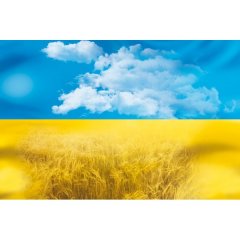 Василь Кожелянко: "Що вродиться із синьо-жовтого цвіту?". До Дня незалежности Василь Кожелянко: "Що вродиться із синьо-жовтого цвіту?". До Дня незалежности