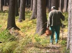 На буковинському кордоні затримали грибника-порушника На буковинському кордоні затримали грибника-порушника