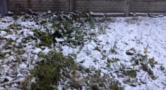 Перший сніг вчора пролітав Чернівцями, а сьогодні засипав Донецьк Перший сніг вчора пролітав Чернівцями, а сьогодні засипав Донецьк