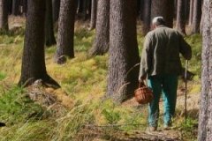 Рекомендації буковинцям щодо збирання та вживання дикорослих грибів Рекомендації буковинцям щодо збирання та вживання дикорослих грибів