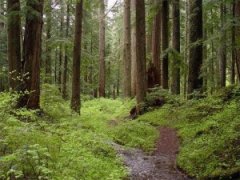 На Сторожинеччині знайшли підлітка, який загубився у лісі На Сторожинеччині знайшли підлітка, який загубився у лісі