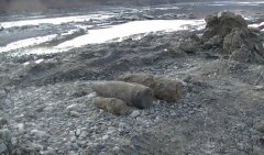 У Чернівцях виявлено 3 вибухонебезпечні предмети У Чернівцях виявлено 3 вибухонебезпечні предмети