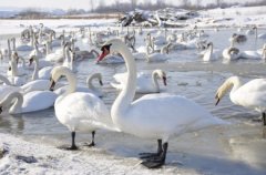 У Чорториї на Буковині загинули лебеді У Чорториї на Буковині загинули лебеді