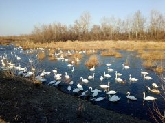 У загиблих лебедів на Буковині підтвердився пташиний грип У загиблих лебедів на Буковині підтвердився пташиний грип
