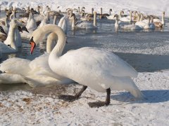 Іванові лебеді захворіли. Їх косить пташиний грип. Іванові лебеді захворіли. Їх косить пташиний грип.