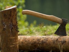 На Буковині майстер лісу допустив вирубку 2,5 га лісу На Буковині майстер лісу допустив вирубку 2,5 га лісу