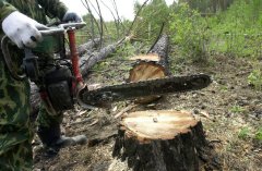 У Берегометському лісництві смертельно травмувався лісоруб У Берегометському лісництві смертельно травмувався лісоруб