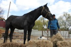 Конфлікт з конем в Умані: Хто був за кермом іномарки, чому тварини опинились на трасі та скільки насправді було коней Конфлікт з конем в Умані: Хто був за кермом іномарки, чому тварини опинились на трасі та скільки насправді було коней