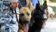 Чернівецьких дітлахів запрошують на заняття в гуртку «Юний кінолог» Чернівецьких дітлахів запрошують на заняття в гуртку «Юний кінолог»