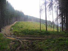 Путильський лісгосп активно продовжує лісокультурну кампанію, призупинену через сніги і холод Путильський лісгосп активно продовжує лісокультурну кампанію, призупинену через сніги і холод