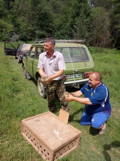 Буковинські мисливці з початку року виростили і випустили в природу 40 фазанів Буковинські мисливці з початку року виростили і випустили в природу 40 фазанів