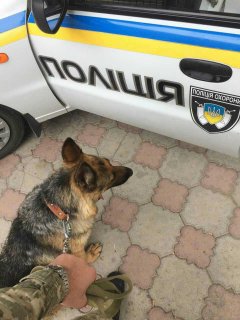 На Буковині прикордонник-кінолог зі службовим собакою допоміг виявити злодія 10 тисяч гривень На Буковині прикордонник-кінолог зі службовим собакою допоміг виявити злодія 10 тисяч гривень