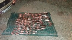Чернівецький рибоохоронний патруль продовжує боротьбу із ННН-рибальством, незважаючи на супротив Чернівецький рибоохоронний патруль продовжує боротьбу із ННН-рибальством, незважаючи на супротив