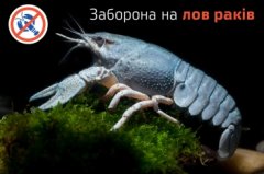 Відсьогодні на Буковині заборонено вилов раків Відсьогодні на Буковині заборонено вилов раків