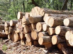 Обсяги експорту лісоматеріалів з Буковини до ЄС зменшено утричі Обсяги експорту лісоматеріалів з Буковини до ЄС зменшено утричі