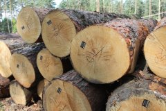 Держлісгоспи Буковини реалізували 11,9 тис кубометрів лісоматеріалів заготівлі першого кварталу-2018. Електронні торги суттєво підняли ціну на тверді породи Держлісгоспи Буковини реалізували 11,9 тис кубометрів лісоматеріалів заготівлі першого кварталу-2018. Електронні торги суттєво підняли ціну на тверді породи