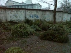 Непродані ялинки на смітник Непродані ялинки на смітник