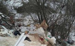 Знову тушки мертвих свиней на Буковині Знову тушки мертвих свиней на Буковині